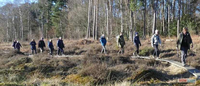 Beeches Boardwalk