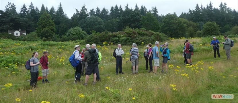 The motley crew in Crowsley Park
